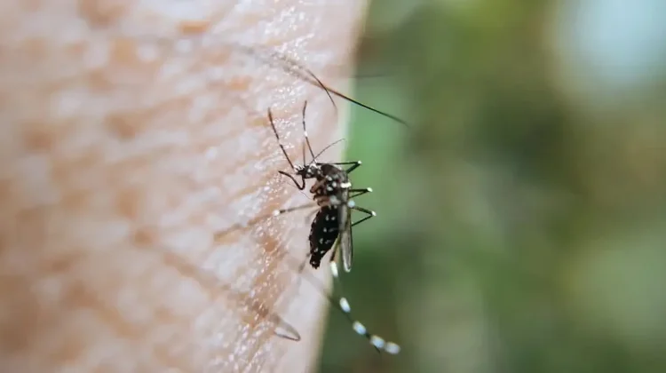 Kepatuhan Minum Obat Jadi Tantangan Eliminasi Malaria di Papua Tengah