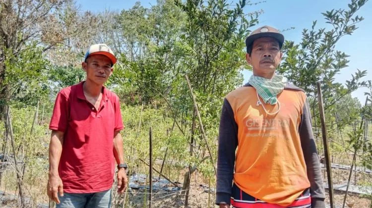 Kemarau Lebih Dua Bulan, Petani Banyuwangi Distrik Nabire Barat Minta Sumur Bor