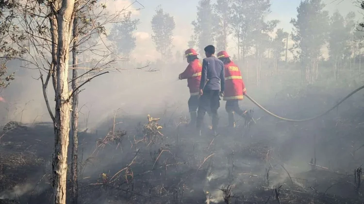 5 Kebiasaan Sederhana yang Bisa Mencegah Karhutla