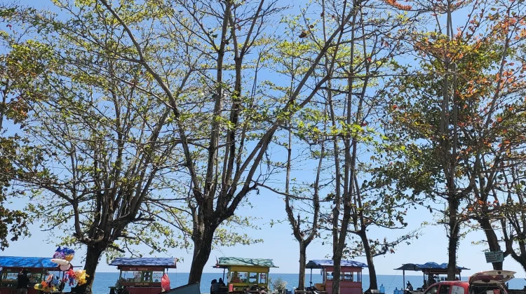 Pepohonan di Kawasan Pantai Nabire Alami Gugur Daun saat Kemarau 2026