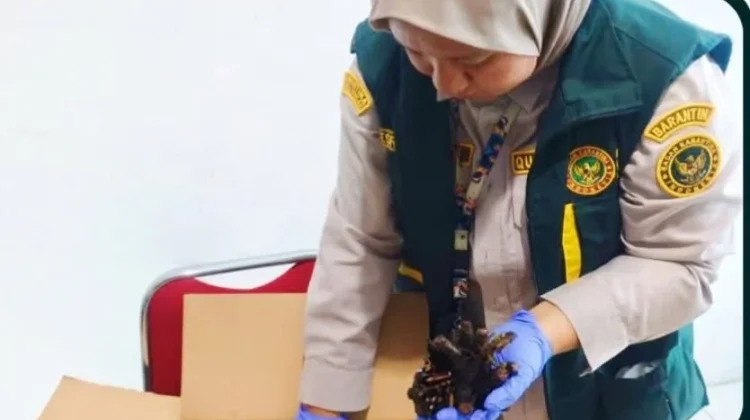 Karantina Papua Tengah Pastikan Bibit Pakis menuju Bali, Sehat dan Aman