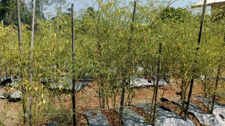 Antisipasi El Nino Nabire BMKG Minta Petani Pakai Varietas Tahan Kering