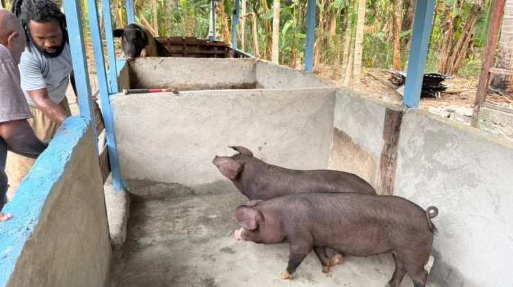 Piter Hubi Terima Indukan Babi, Majukan Ekonomi Adat Nabire