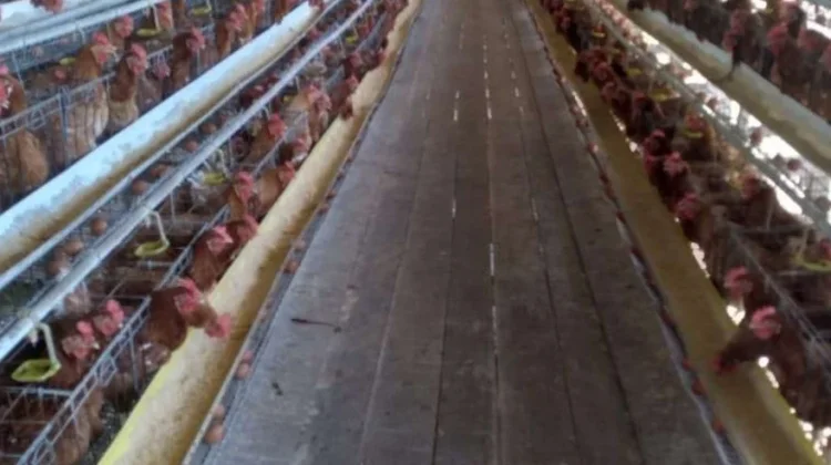 Kemarau Berdampak pada Peternakan Ayam Petelur di Kabupaten Nabire