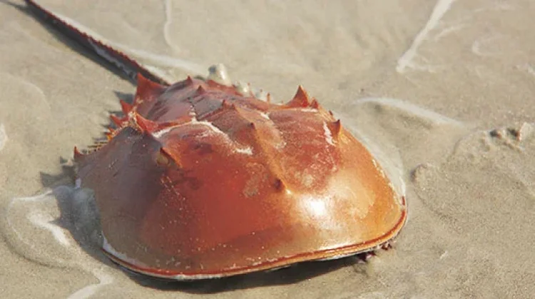 Evolusi Mengejutkan: Kepiting Jenis Ini Terbukti Kerabat Dekat Laba-laba