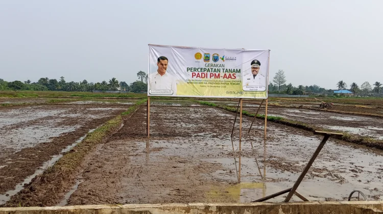 Percepatan Penanaman Padi PM-AAS Merupakan komitmen berkelanjutan pemerintah