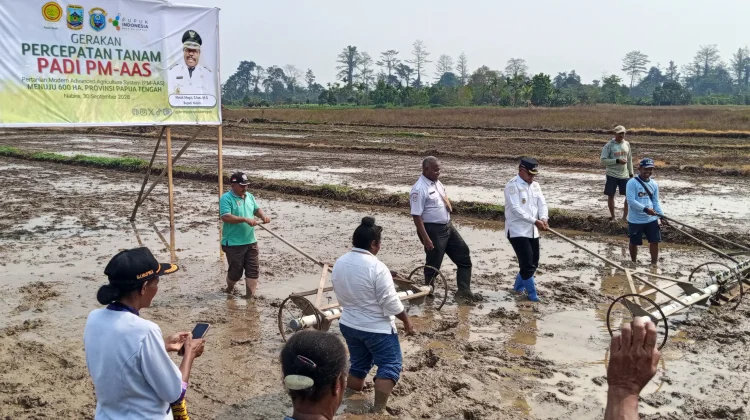 Penanaman Padi Dapat Mewujudkan Kemandirian Pangan di Kabupaten Nabire
