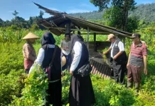 Petani Binaan BAZNAS Nabire Panen Raya Kacang Tanah