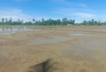 Petani Mulai Musim Tanam Padi di Nabire