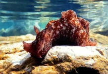 Mediterranean Sea Hare, Siput Laut Misterius yang Dapat Hilang saat Terancam