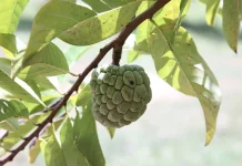 Srikaya, Buah Tropis Manis yang Penuh Khasiat