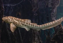 Hiu Belimbing, Si Penjaga Laut Tropis yang Mulai Langka
