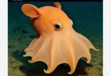Dumbo Octopus, Si Gurita Lucu dari Laut dalam yang Langka
