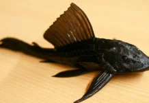 Ikan Sapu-Sapu Kian Marak, Ini Bahaya yang Perlu Diwaspadai