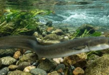 Ikan Sidat, Komoditas Bernilai Tinggi yang Kian Diburu