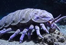 Giant Isopod, “Monster Laut Dalam” yang Hidup di Kedalaman Samudra