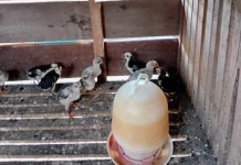 Beternak Ayam Kampung Dapat Menambah Penghasilan Keluarga
