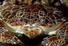 Wanita Meninggal Setelah Makan Kepiting Setan