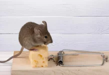 Cara Membasmi Tikus di Rumah Secara Efektif dan Aman