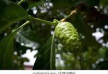 Manfaat Buah Mengkudu untuk Kesehatan