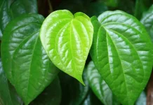 Warisan Herbal Daun Sirih dengan Segala Manfaatnya