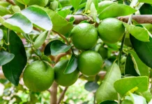 Manfaat Minuman Jeruk Nipis dan Madu