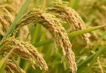 Padi Biofortifikasi Inovasi Pertanian untuk Gizi dan Masa Depan