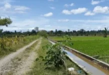 Petani Nabire Mulai Musim Tanam Padi April 2026