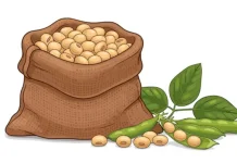 Kedelai, Sumber Nutrisi Nabati dengan Segudang Manfaat Kesehatan