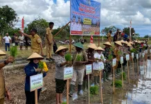 Perdana, Pemkab Nabire Tanam Padi Biofortifit
