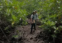 Warga Nabire Dihimbau Tidak Lagi Merusak Hutan Bakau, tetapi Ikut Melestarikan