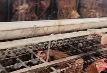 Peluang Menjanjikan bagi Pemula dalam Membangun Usaha Ayam Petelur