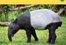 Hari Tapir Sedunia, Upaya Meningkatkan Kesadaran Pelestarian Satwa Langka