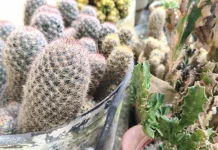 Manfaat Tanaman Kaktus dalam Ruangan