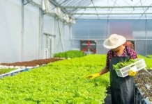 Petani Beralih ke Pertanian Organik, Kesadaran Kesehatan dan Lingkungan Meningka