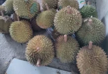Tips Memilih Durian yang Bagus dan Manis