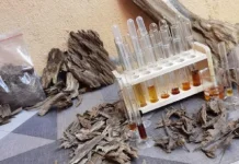 Manfaat Kayu Gaharu Semakin Dilirik untuk Industri Produksi