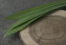Manfaat Daun Pandan untuk Kesehatan: Aroma Wangi, Khasiat Alami
