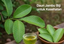 Manfaat Daun Jambu Biji untuk Kesehatan: Herbal Sederhana dengan Khasiat Luar Bias