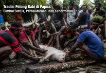 Tradisi Potong Babi di Papua: Simbol Status, Persaudaraan, dan Kehormatan