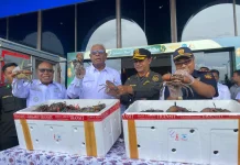 UMKM Mimika Tembus Pasar Global lewat Ekspor Kepiting Bakau