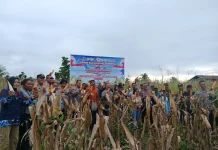 Polda Papua Tengah Panen Raya Jagung di Nabire, Dukung Ketahanan Pangan Nasional