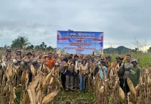 Perkuat Ketahanan Pangan Nasional, Polda Papua Tengah Panen Raya Jagung di Nabire