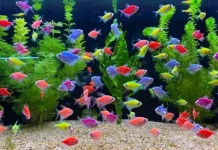 Ikan Hias Semakin Diminati, Peluang Hobi Sekaligus Usaha Menjanjikan