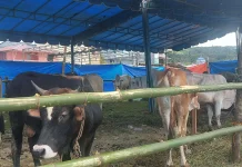 Cara Memilih Hewan Kurban yang Sehat dan Sesuai Syariat