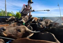 Karantina Papua Tengah Perketat Pengawasan Hewan Kurban Jelang Idul Adha 1447 H di