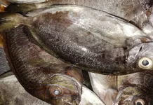 Olahan Ikan Batu Ala Rumahan Semakin Diminati Masyarakat