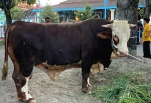 Prabowo Salurkan 1.098 Sapi Kurban, Anggaran Capai Rp100 Miliar