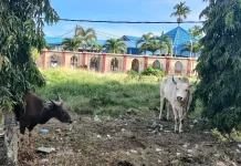 Cara Mengolah Daging Qurban yang Sehat