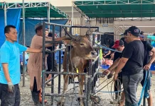 Pemotongan Hewan Qurban di Masjid Al-Azhar, 14 Sapi Disalurkan untuk Warga